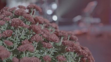 Kahverengi kasımpatılara yakın çekim, bulanık bir sahne ve arka planda bokeh ışıkları, sakin ve sanatsal bir atmosfer yaratıyor..