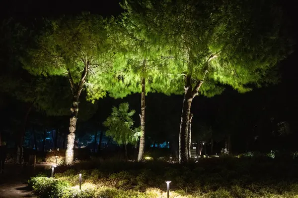 Belek, Türkiye - 21 Şubat 2020 - Canlı yeşillik ve yumuşak manzara aydınlatması ile gece bahçesinde aydınlanan ağaçlar sakin ve huzurlu bir atmosfer yaratıyor.
