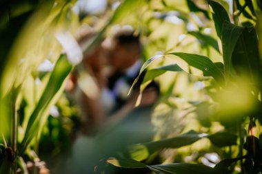 Bulanık bir çift mısır tarlasında samimi bir anı paylaşıyor canlı yeşil mısır yapraklarıyla çerçevelenmiş yumuşak güneş ışığında.