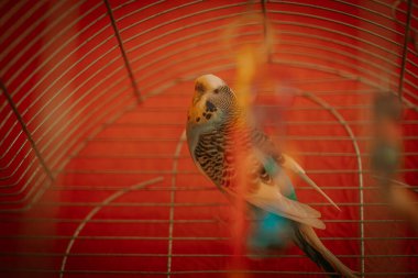 Kırmızı arka planı olan metal bir kafesin içinde, bulanık oyuncaklar ve aksesuarlarla çevrili renkli bir muhabbet kuşunun yakın çekimi..