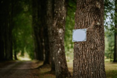 Valmiera, Letonya - 16 Ağustos 2024 - Bitkisel sınırı olan boş bir tabela, yemyeşil alanlarla çevrili bir orman yolunda bir ağaç gövdesinde asılı duruyor. Boşluğu kopyala.