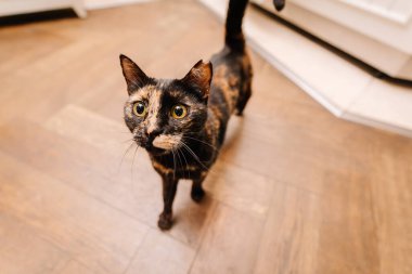 Ahşap bir zeminde duran, geniş yeşil gözlü meraklı bir kaplumbağa kabuğu kedisi, dikkatlice yukarı bakıyor..