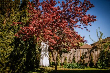 Ogre, Letonya - 11 Mayıs 2024 - Çiçekli bir bahçede çiçek açan ağaçtan sarkan beyaz dantelli bir gelinlik, gün ışığıyla aydınlatılarak romantik ve rüya gibi bir atmosfer yaratır..