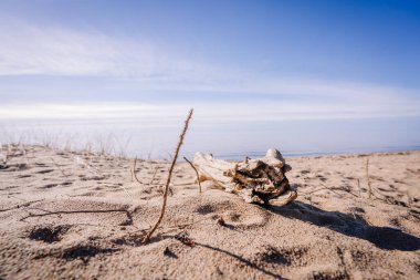 Huzurlu bir kumsalda, sakin bir deniz ve arkasında mavi gökyüzü olan dallar ve kuru bitkiler. Kopyalama alanı olan minimal kıyı sahnesi.