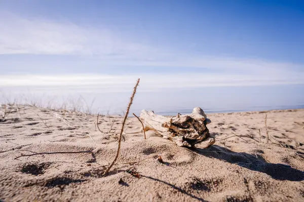 Huzurlu bir kumsalda, sakin bir deniz ve arkasında mavi gökyüzü olan dallar ve kuru bitkiler. Kopyalama alanı olan minimal kıyı sahnesi.