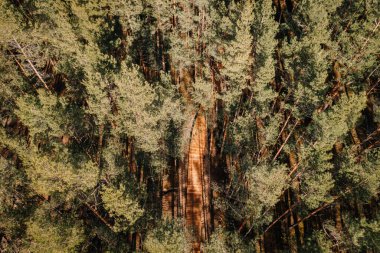 Ormanın zemininde yeşil ağaçlar ve uzun gölgelerle çevrili sık bir çam ormanını kesen ahşap bir kaldırım manzarası..