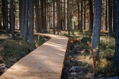 Tahta tahta kaldırım inşaat rüzgarları altında güneşli zeminde, ağaçlar ve yosunlarla çevrili çam ağaçları arasında huzurlu bir doğal manzara yaratıyor..