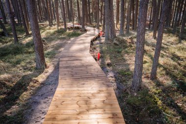 Eğri ahşap kaldırım yolu çam ormanında kıvrılıyor, güneş ışığı doğal yosunlu orman zemininde uzun gölgeler bırakıyor..