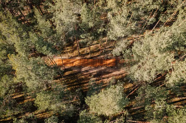 Yoğun bir çam ormanının içinden geçen ahşap bir kaldırımın havadan görünüşü, uzun ağaçların güneş ışığının altındaki patikanın üzerine düşmesi..