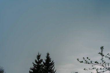 Üniformalı gri-mavi bulutlarla kaplanmış gökyüzü, siluetli çam ağaçları ve altında tomurcuklanan dallar, sakin, karamsar ve sakin bir bahar atmosferini çağrıştırıyor..