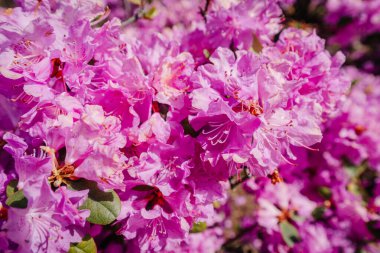 -Canlı mor rhododendron çiçeklerinin tam çiçek açması, hassas taç yaprakları ve güpegündüz gür dokular sergilemesi..