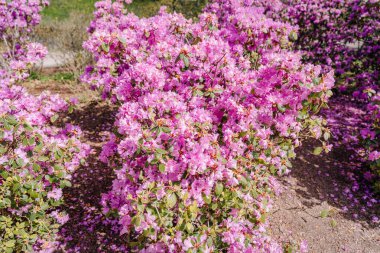 Riga, Letonya - 3 Mayıs 2025 - Bereketli bir günde yemyeşil ve bahçe toprağıyla çevrili bahar mevsiminde çiçek açan yemyeşil bir buket..