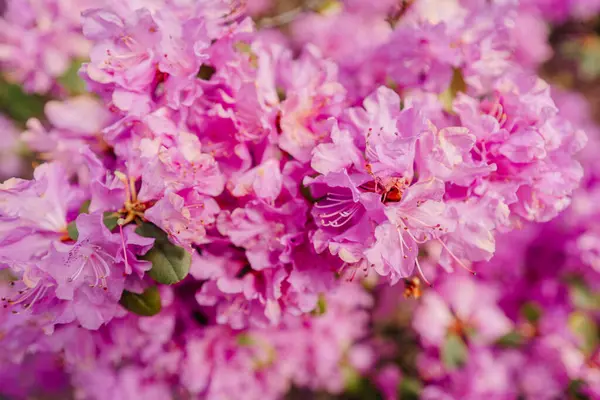 -Canlı mor rhododendron çiçeklerinin tam çiçek açması, hassas taç yaprakları ve güpegündüz gür dokular sergilemesi..