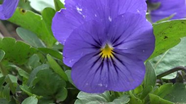 Canlı bir menekşe çiçeğine yakın çekim. Rüzgarda hafifçe sallanan, yemyeşil yapraklarla çevrili ve ince doğal doku..