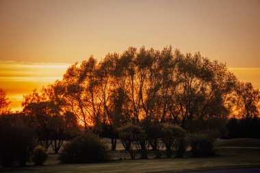 Sakin bir çimenlik arazide parlayan turuncu bir günbatımına karşı siluetli uzun ağaçların manzarası, sakin bir atmosfer ve kopyalama alanı..