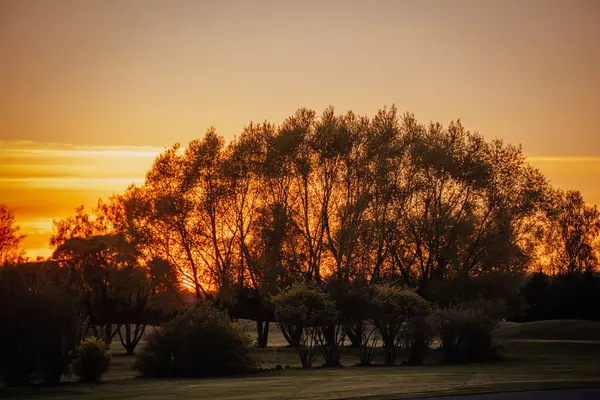 Sakin bir çimenlik arazide parlayan turuncu bir günbatımına karşı siluetli uzun ağaçların manzarası, sakin bir atmosfer ve kopyalama alanı..