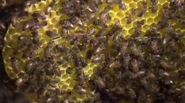 Bal arılarının aşırı yakın çekim bir kovan içindeki bal peteği hücrelerinde aktif olarak hareket ederek tozlaşmayı ve kovan davranışlarını vurguluyor..