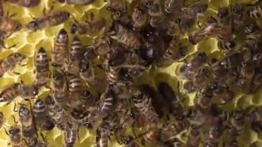 Bal arılarının aşırı yakın çekim bir kovan içindeki bal peteği hücrelerinde aktif olarak hareket ederek tozlaşmayı ve kovan davranışlarını vurguluyor..