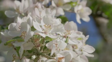 Yumuşak odaklı mavi gökyüzü arkaplanı ve güneş ışığı taç yaprağının dokusunu güzelleştiren ince beyaz elma çiçeklerinin yakın çekimi.