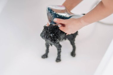 Küçük siyah bir kaniş yavrusu beyaz bir küvette banyo yapıyor, insan eliyle nazikçe durulanıyor, hafifçe ıslak ve meraklı görünüyor..