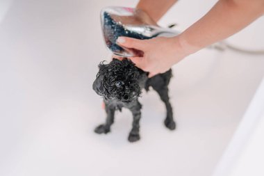 Küçük siyah bir kaniş yavrusu beyaz bir küvette banyo yapıyor, insan eliyle nazikçe durulanıyor, hafifçe ıslak ve meraklı görünüyor..