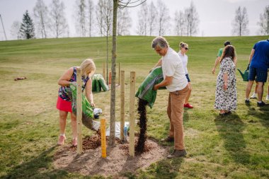 Sigulda, Letonya - 19 Nisan 2025 - İnsanlar çimenli bir park alanında ağaç dikmek ve gübre ağaçlarını dikmek için birlikte çalışırlar, güneşli bir günde toplumsal bir çevreye veya gönüllü bir çabaya katılırlar..