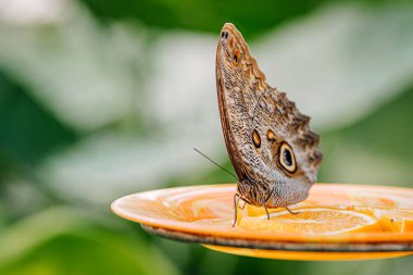 Kahverengi bir baykuş kelebeği, yeşil bir ortamda parlak bir tabağa yerleştirilmiş portakal dilimleriyle besleniyor..