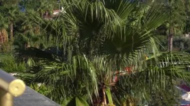 Lush green palm trees in a tropical garden setting under bright sunlight, with glimpses of water park structures and foliage in the background.