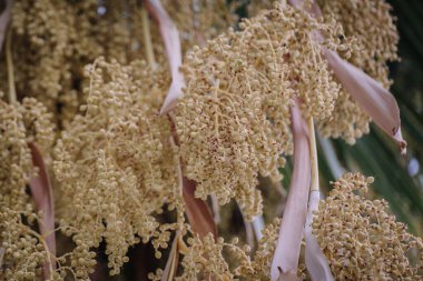 Dallardan sarkan palmiye ağaçlarının yakın çekimlerinde, yoğun ve tropikal bir düzende küçük, sarımsı tohumlar ve kurumuş yapraklar görülüyor..