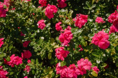 A vibrant cluster of red vinca (periwinkle) flowers blooming in a lush green garden under bright sunlight, creating a colorful and lively natural scene.