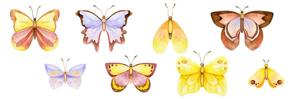 Ensemble Aquarelle Papillon Illustration Colorée Couleurs Jaune Violet Marron Fond — Photo