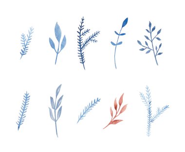 Kış dalları, mavi dallar. Beyaz arkaplanda izole edilmiş suluboya çizimi.