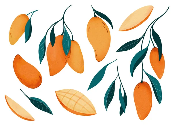 Mango Yapraklı Dilimlenmiş Dilimlenmiş Dijital Suluboya Çizimi Herhangi Bir Tasarım — Stok fotoğraf