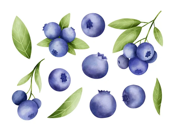Große Menge Von Blaubeeren Mit Beeren Zweigen Und Blättern Design — Stockfoto
