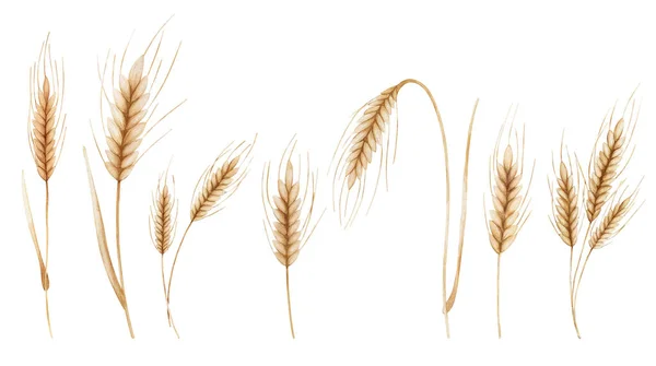 Set Spikelet Wheat Digital Watercolor Illustration Symbol Brea — Stock Photo, Image
