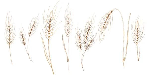 Buğday Tahıl Hasadı Buğday Dikeni Seti Kaleme Göre Grafiksel Biçim — Stok fotoğraf