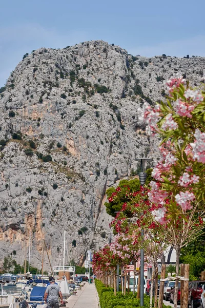 俯瞰克罗地亚的山与花 — 图库照片