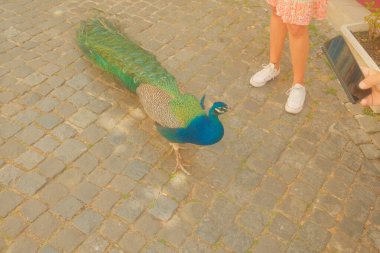 Lizbon, Portekiz - Haziran 02, 2023: Lizbon, Portekiz 'de sokakta yürüyen sülün kuşu