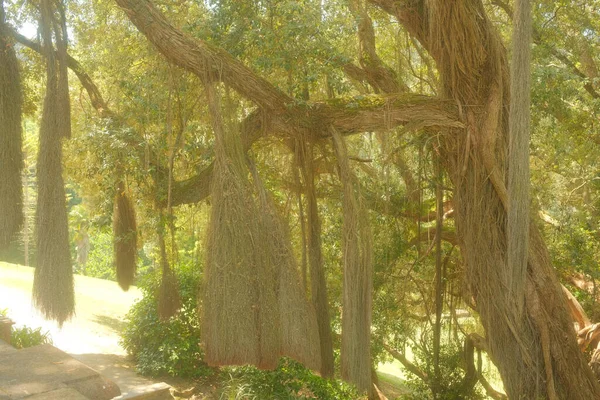 Garten Mit Verschiedenen Pflanzen Und Bäumen Monserrate Palace Sintra Portugal — Stockfoto