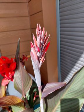 Beyaz arkaplanda kırmızı çiçek