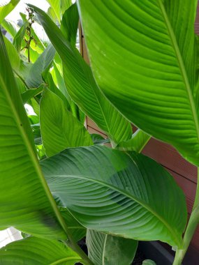 bir bitkinin yeşil yaprakları