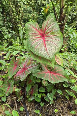 bir ağacın yeşil yaprağı