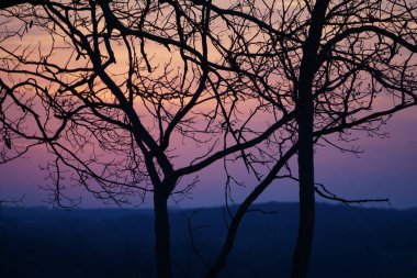 beautiful sunset with a tree at the background