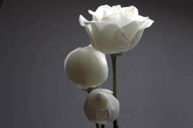 white and gray roses on a black background.