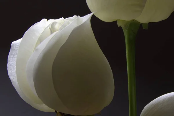 Beautiful White Tulip Garden — Stock Photo, Image