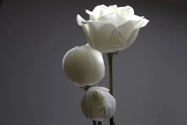 White Gray Roses Black Background — Photo