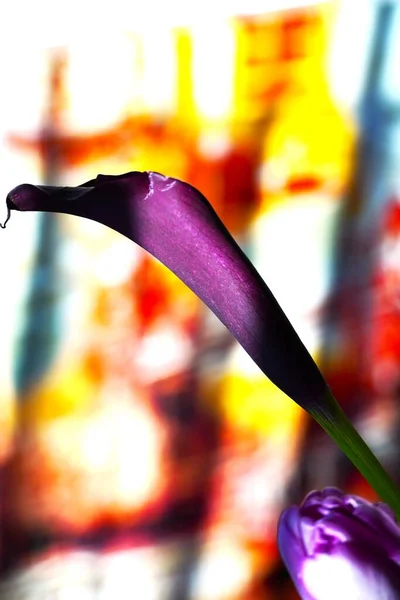 Beautiful Shot Flower Vase — Stock Photo, Image
