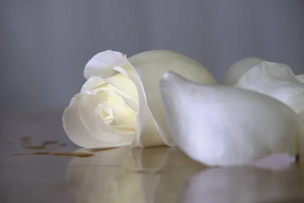 Λευκά Και Μαύρα Τριαντάφυλλα Φόντο Ξύλινης Σανίδας — Φωτογραφία Αρχείου