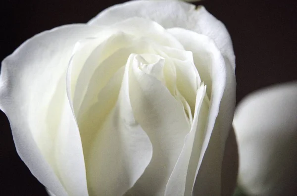 Belle Rose Blanche Dans Jardin — Photo