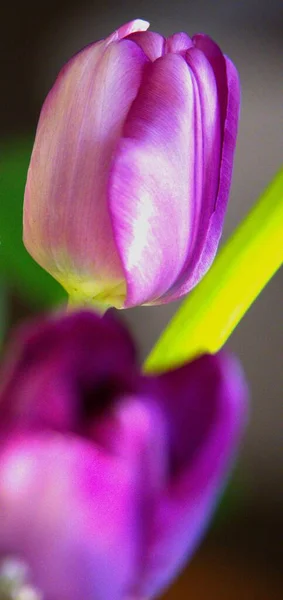 Beautiful Tulip Flower Background Spring Garden — Stock Photo, Image
